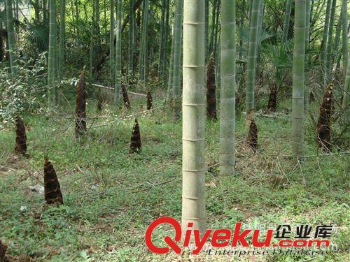 批發(fā)竹子苗木 四季常青灌木 綠化苗木 竹苗 竹類(lèi)植物原始圖片3