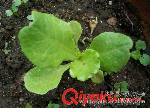 生菜種子批發 特色蔬菜種子 原種新采 良種蔬菜種子 廠家直銷種