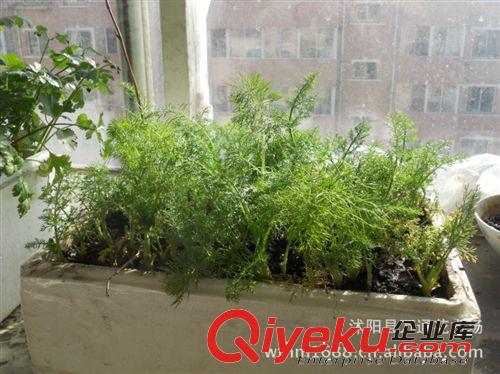 蔬菜種子批發(fā) 茴香種子批發(fā) 苗菜種子 陽臺菜園 廠家直銷原始圖片2