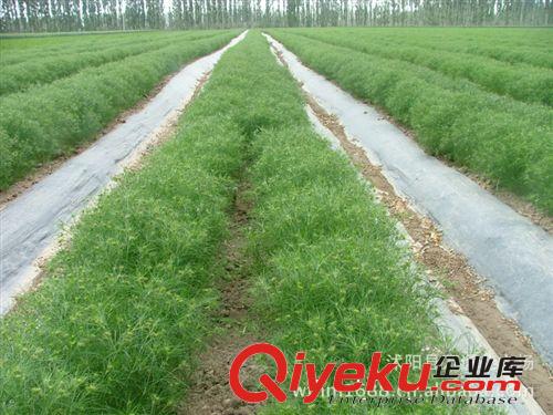 蔬菜種子批發(fā) 茴香種子批發(fā) 苗菜種子 陽臺菜園 廠家直銷原始圖片3