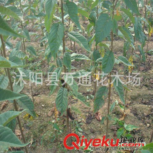 直銷日本櫻花苗 低價出售 日本晚櫻小苗 基地現(xiàn)貨 公園道路綠化原始圖片2