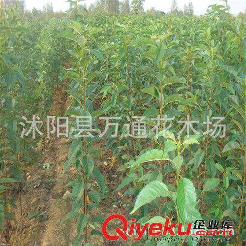 直銷日本櫻花苗 低價出售 日本晚櫻小苗 基地現(xiàn)貨 公園道路綠化原始圖片3
