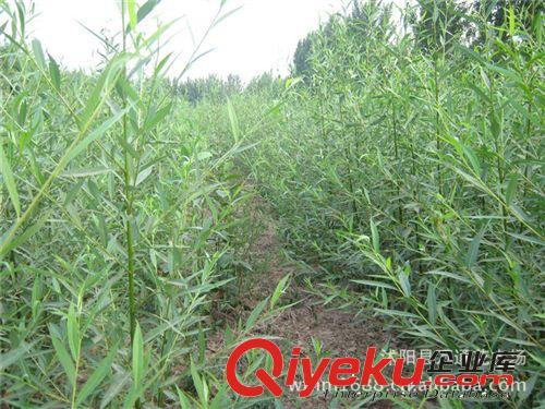竹柳苗直銷 美國竹柳樹苗 速生柳樹 竹柳小苗 防護樹 基地苗原始圖片2