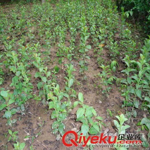 直銷紫薇小苗 百日紅種苗 綠化小苗 扦插紫薇 量大優(yōu)惠 根系壯原始圖片2