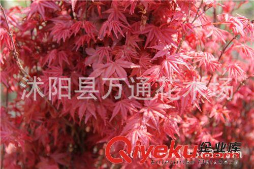 紅舞姬苗 喬木 嫁接紅楓小苗 紅舞妓日本紅楓苗 風(fēng)景樹 綠化工程