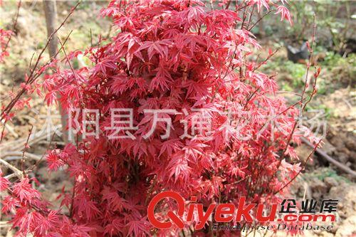 紅舞姬苗 喬木 嫁接紅楓小苗 紅舞妓日本紅楓苗 風(fēng)景樹 綠化工程