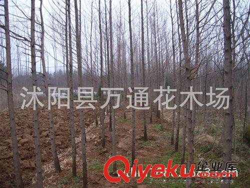 水杉苗直銷 珍惜植物 喬木 行道樹 水杉樹木 風景美化苗 現挖現貨