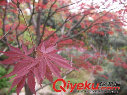 中國紅楓苗直銷 喬木 苗圃苗 葉大紅葉 品質保證 行道風景樹 嫁接