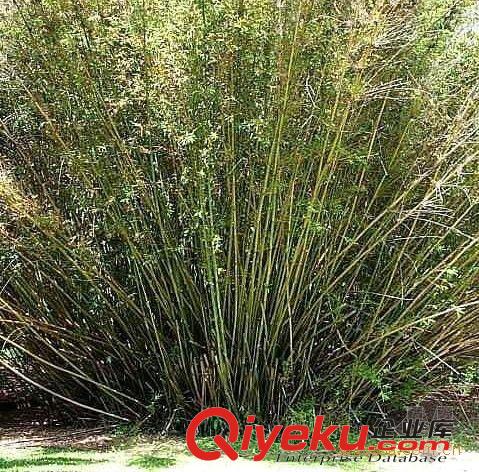 供應(yīng)慈竹苗 綠化苗木 基地苗圃直銷 竹類植物 竹子小苗原始圖片3