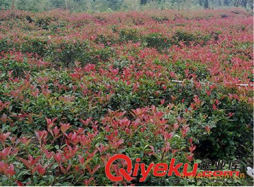 批發紅葉石楠樹苗 工程苗 凈化空氣 紅葉石楠球 50棵起批 綠籬