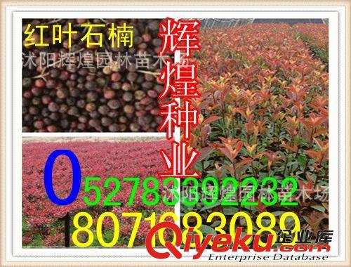 出售：油杉種子  臺灣油杉種子   柔毛油杉種子   杉松種子