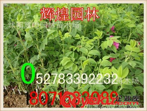 出售：玫瑰20-100cm  食用玫瑰  觀賞玫瑰1-10生（貨到付款）