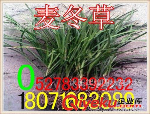 出售：黃刺玫苗20-100cm  各種規(guī)格（保質(zhì)保量  貨到付款）