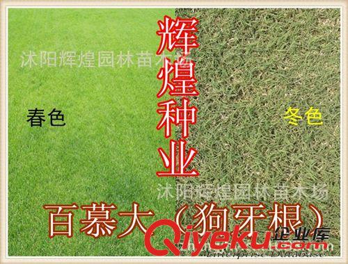 出售：百慕大草坪  狗牙根草坪  草籽（保質(zhì)保量  貨到付款）原始圖片2