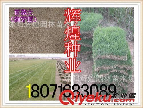 出售：百慕大草坪  狗牙根草坪  草籽（保質(zhì)保量  貨到付款）原始圖片3