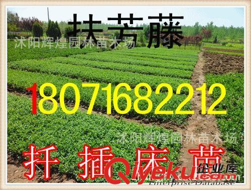 出售：扶芳藤小苗    扦插苗     扶芳藤2-5分枝（保質(zhì)保量）原始圖片2