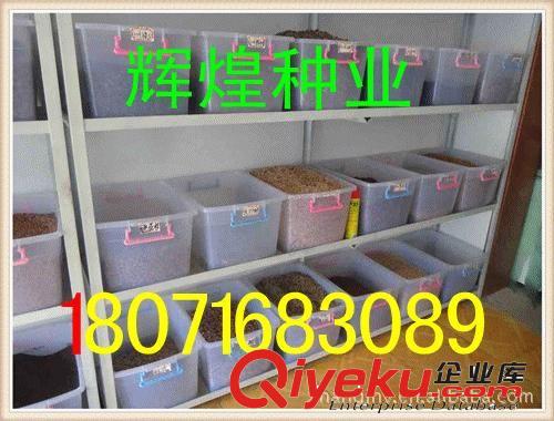 早熟禾種子  老鷹草種子    實體店經(jīng)營  貨到付款