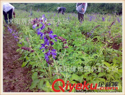丹參種子  紫丹參種子  紅根種子   血參根種子  實體店經營