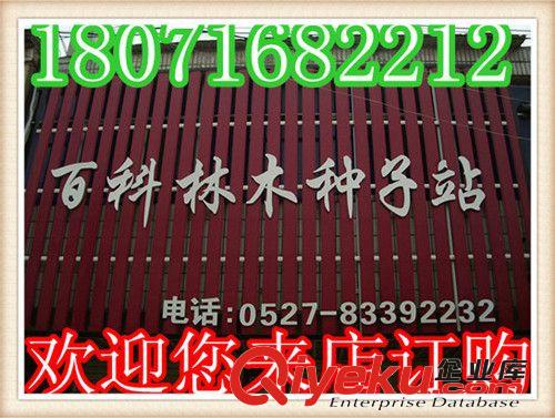 沙參種子   南沙參種子  中草藥種子（實體店經營   貨到付款）原始圖片2
