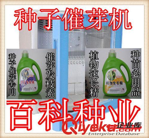 沙參種子   南沙參種子  中草藥種子（實體店經營   貨到付款）原始圖片3