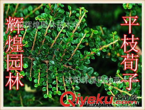 出售：平枝荀子   30-100com（原始圖片3