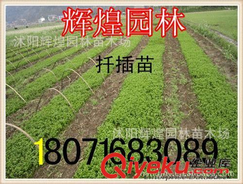 出售：紅葉小檗3-5分枝  紅葉小檗球50-120cm (保質保量 貨到付款