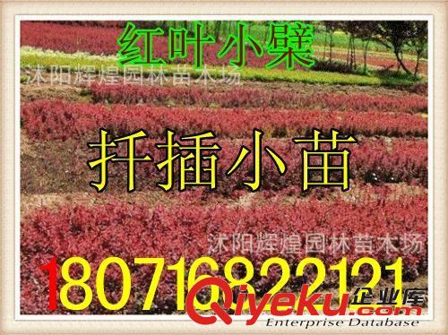 出售：紅葉小檗3-5分枝   紅葉小檗球50-120cm （貨到付款）