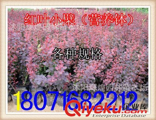 出售：紅葉小檗3-5分枝   紅葉小檗球50-120cm （貨到付款）