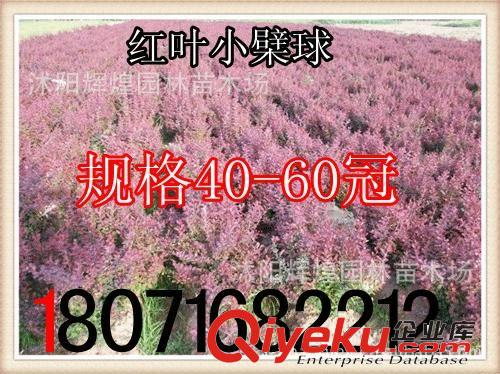 出售：紅葉小檗3-5分枝   紅葉小檗球50-120cm （貨到付款）