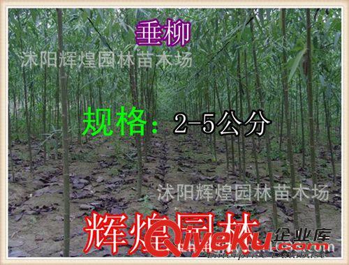 大量供應：垂柳 1-25公分  垂柳小苗 柳樹（保質(zhì)保量  貨到付款）