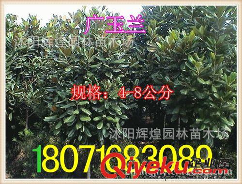 出售：廣玉蘭4-8公分（保質保量  貨到付款）原始圖片2