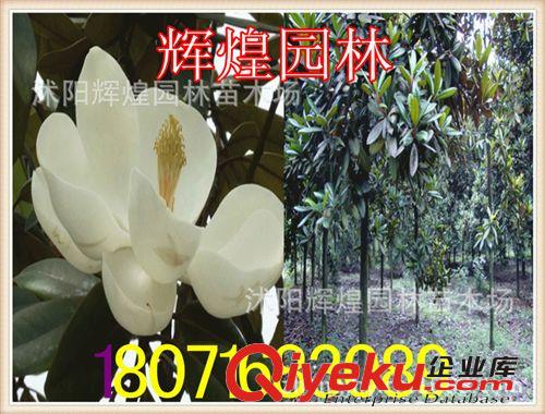 出售：廣玉蘭4-8公分（保質保量  貨到付款）原始圖片3