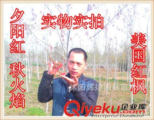 出售：美國(guó)紅楓2-12公分 The red maple seed 保質(zhì)保量  貨到付款