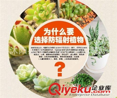 多肉植物【白牡丹】白麗 室內(nèi)迷你盆栽 防輻射原始圖片3