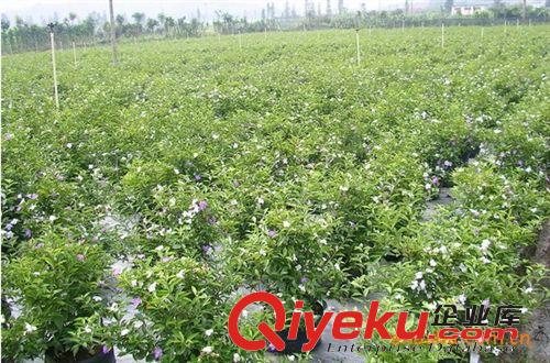 批發供應長期開花的盆栽花卉 鴛鴦茉莉 雙色茉莉 茉莉花