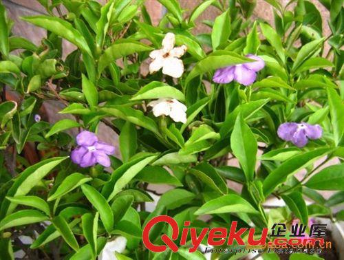 批發供應長期開花的盆栽花卉 鴛鴦茉莉 雙色茉莉 茉莉花