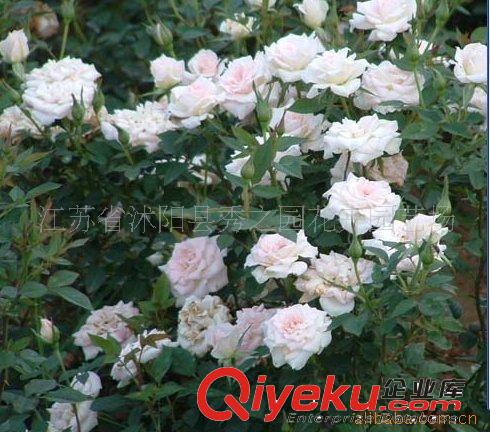常年供應微型月季  草裙舞女 開花多