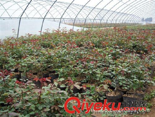 tj出售供應微型月季    孔雀開屏 開花多原始圖片2