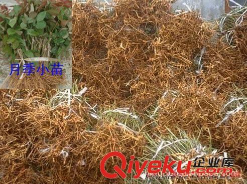 出售多花月季.盆栽花卉.精品微型月季.紫色時代原始圖片3