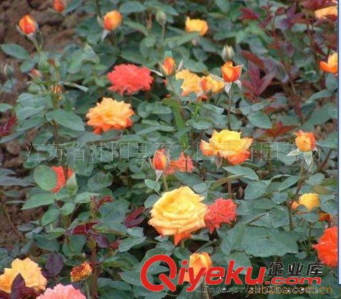 批發(fā)供應(yīng)豐花月季冰山