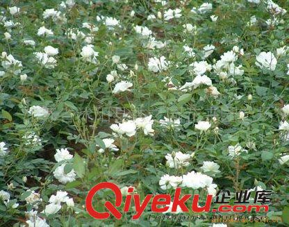 豐花月季 金瑪莉 開花多 花型美