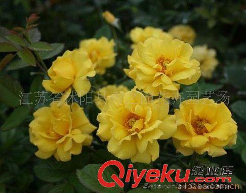 批發(fā)供應豐花月季  新貌