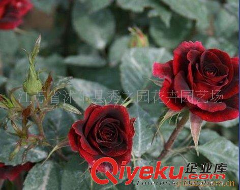 出售切花月季 花店里的玫瑰花 紅臉? 藤本月季 月季批發