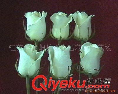 常年出售切花月季  睡美人 開花多