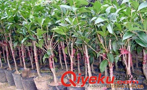 四季常青桂花樹苗 紅花丹桂大苗  桂花樹  桂花苗