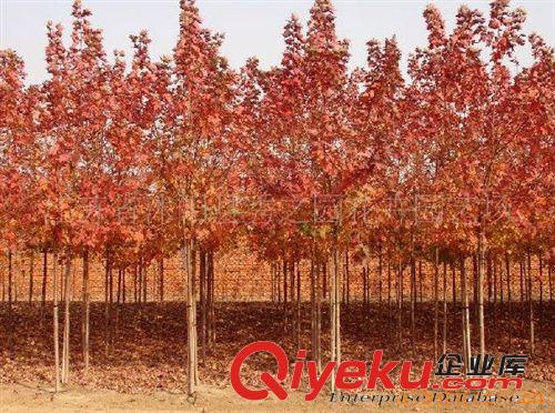 批發供應美國紅楓苗  植物苗木 種子種苗