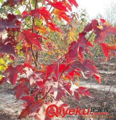 批發供應美國紅楓苗  植物苗木 種子種苗原始圖片2