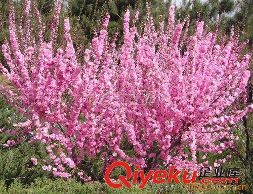 批發各種花木種子 青楓種子  等林木種子