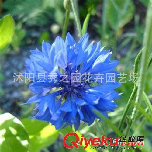 花種藍(lán)【矢車菊種子】花仙子種子 花卉種子(約30粒）苗木基地直銷