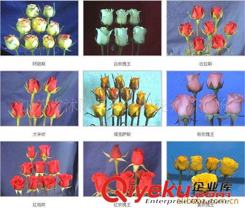 室內(nèi)盆栽花卉植物種子公司廠家批發(fā) 七彩玫瑰種子 紅黃白粉紫等原始圖片2
